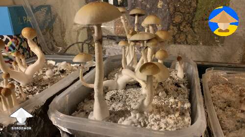 Koh Samui magic mushrooms fruting #2