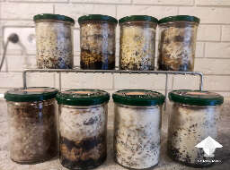 Galindoi atlantis sclerotia growing 62 days after inoculation