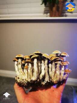 Cambodians magic mushrooms
