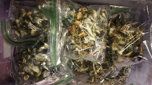 Dried psilocybe mushrooms in zip bag