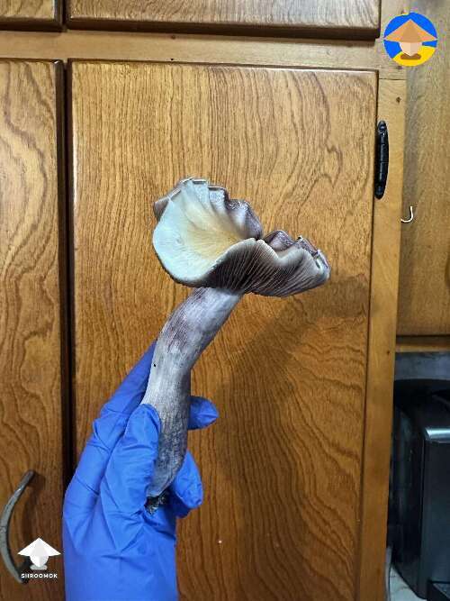 Z strain mushroom