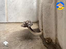Termite damage in my bathroom molding combined with heavy rains produced this little guy #2