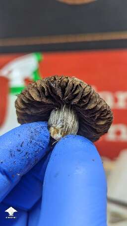 Choco Rojo magic mushrooms #2