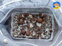 Cambodians shrooms