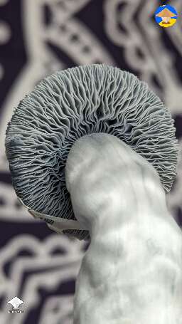 Albino Riptide mushroom