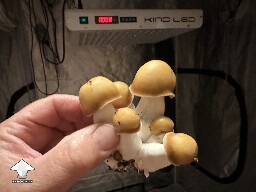Avalanche mushroom cluster