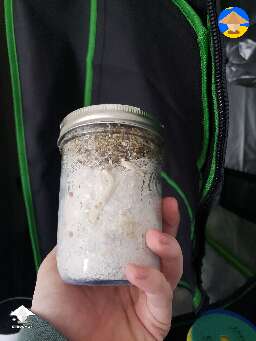 My first grow, pins have started to form inside the jar. Any suggestions?
