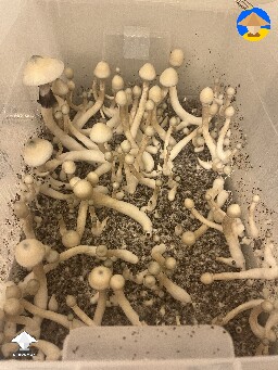 PESA (Amazonian) strain. First big bulk harvest. Thats 65 liters or 55x40cm tub