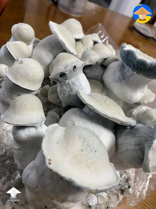 Shakti Bomb mushrooms