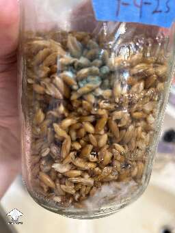 This what a mold and mycelium look like in the same spawn jar