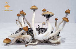 Growing psilocybe cubensis mushrooms golden teacher