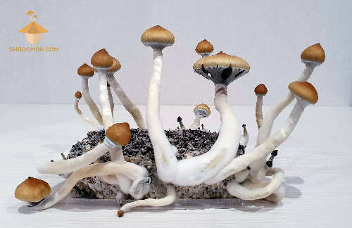 Growing psilocybe cubensis mushrooms golden teacher