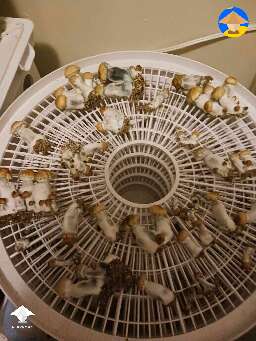 Cubensis Hillbilly mushroom harvest