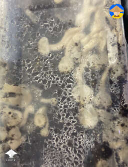 Why are my mushrooms fruiting on the sides and underneath? Can you eat this? Does it have any potency? #3