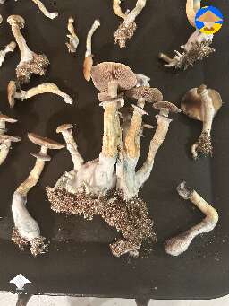 B plus shrooms harvest