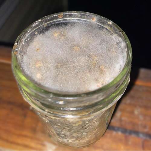 Cobweb mold in spawn jar