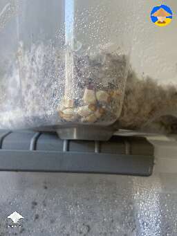 What are these guys doing? Side pinning