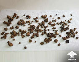 Magic truffles harvesting small sclerotia