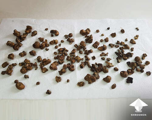 Magic truffles harvesting small sclerotia