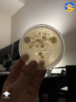 Some of these contaminants are so cool looking