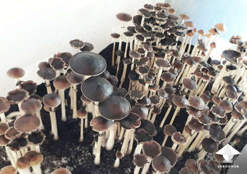 Mushroom sporulating