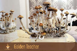Psilocybe mushrooms fruiting golden teacher strain second flush of harvesting