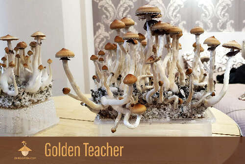 Golden Teacher strain. Second flush of harvesting period
