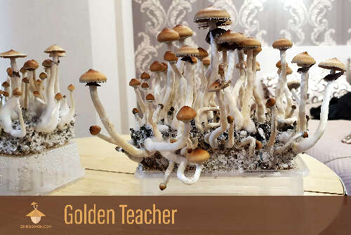 Psilocybe mushrooms fruiting golden teacher strain second flush of harvesting