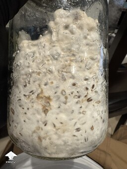 Small bacterial contamination patch is almost eaten by mycelium