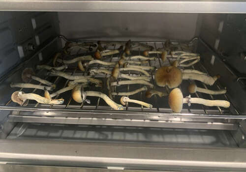 How to dry psilocybin mushrooms in the oven