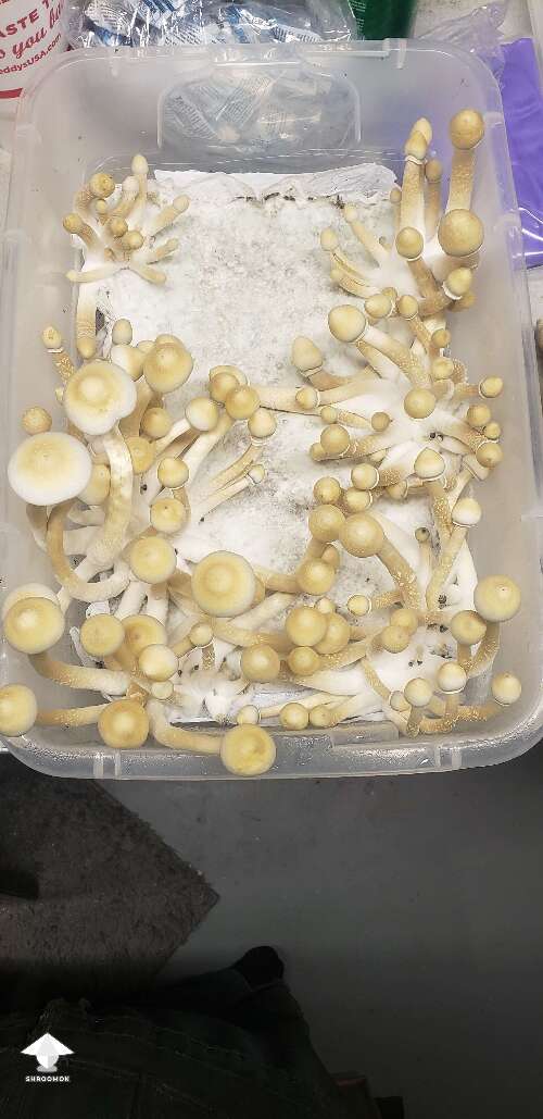 APE-R mushrooms - the difference 12 hours makes still always amazes me