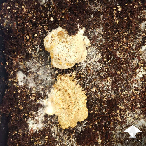 Mycogone contamination aka wet bubble in mushroom growing