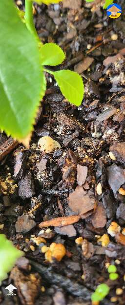 Tiny shroom in the garden