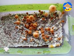 Luminous Lucy were almost dehydrated looked like it was going to have a million aborts but they came back #2