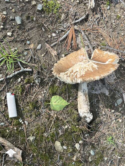 Love finding mushrooms in the yard