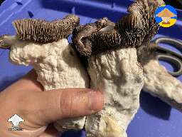 Enigma reverts from Tidal Wave harvested mushrooms