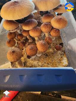 First time growing B plus - 332 grams