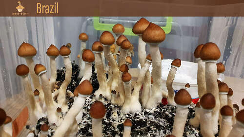 Magic fungus. Psilocybe Cubensis Brazil strain. Second flush of fruiting and harvesting period