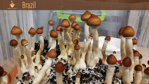 Psilocybe mushrooms growing brazil strain second flush of fruiting