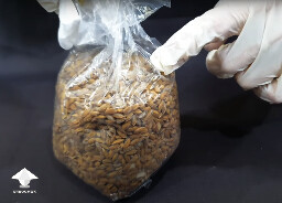 Grain inoculation with agar - first signs of mycelium growth - Day-to-day Reishi growing diary