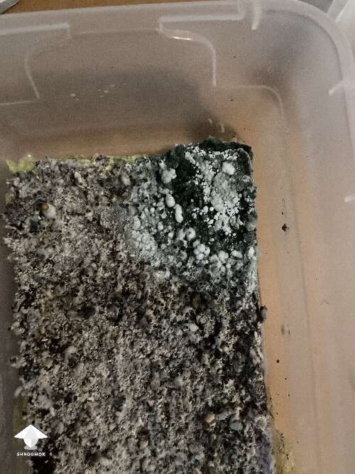 Mold appeared overnight