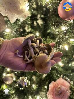 Took "rocking around the Christmas tree" to another level