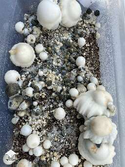 Mushroom aborts or Bacterial Blotch disease?