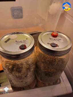 Experiment - syringe filter vs the filter patch for spawn jars
