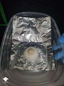 I tried to up my spore print game - Albino A+