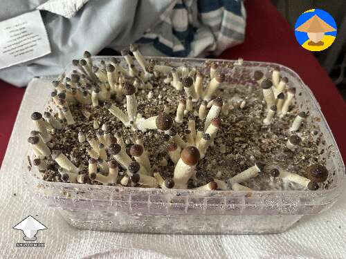 Most of shrooms are aborts on this cake