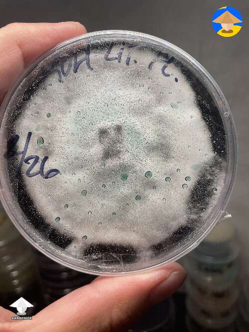 First trials and some really cool agar plates #3