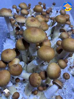 Malabar Coast rapidly growing mushrooms
