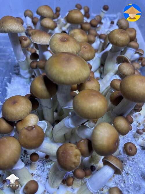 Malabar Coast rapidly growing mushrooms