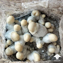 Cubensis Caspers Ghost magic mushrooms fruiting